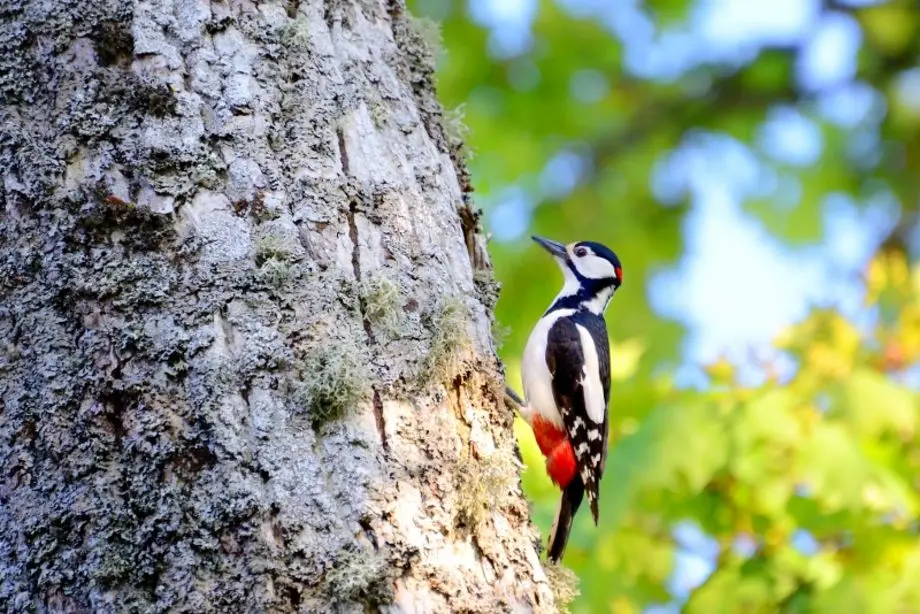 Putnu vērošana Saukas dabas parkā: retās un aizsargājamās sugas